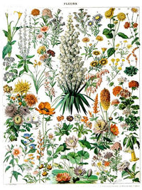 botanique-annee-70-poster
