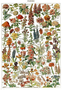 botanique-annee-70-poster