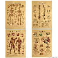 poster-anatomie-annee-70