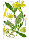 affiche-annee-70-fleur